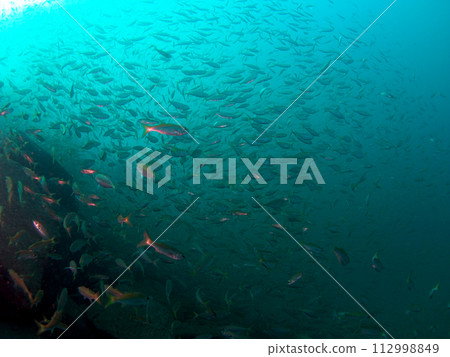 A school of fish swimming in the dark blue sea A school of fish swimming in the dark blue sea 112998849
