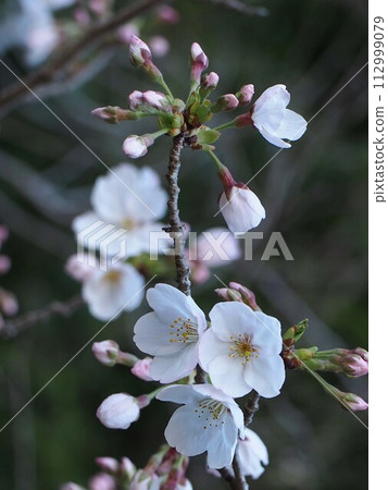 Cherry blossoms that have begun to bloom (Somei Yoshino in Kyoukai-dori Line Soe Green Park) Cherry blossoms that have begun to bloom (Somei Yoshino in Kyoukai-dori Line Soe Green Park) 112999079