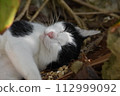 Sleeping cat 112999092
