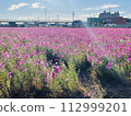 Neighborhood cosmos field 112999201