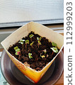 Raise! Radish! 112999203
