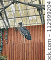 I am the shoebill king 112999204