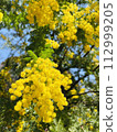 It's mimosa season! 112999205