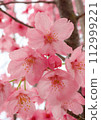 Cherry blossoms bathed in spring sunlight 112999221