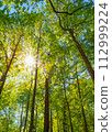The sun shining into the autumnal forest 112999224