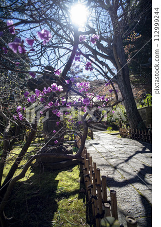 鎌倉 243 安國論寺 4 杜鵑花 鎌倉 243 安國論寺 4 杜鵑花 112999244
