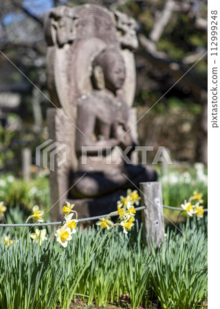 鎌倉 243 安國論寺 8 水仙 鎌倉 243 安國論寺 8 水仙 112999248