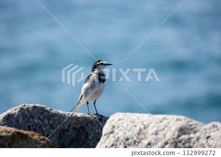Wagtail standing on a rock on the coast Wagtail standing on a rock on the coast 112999272
