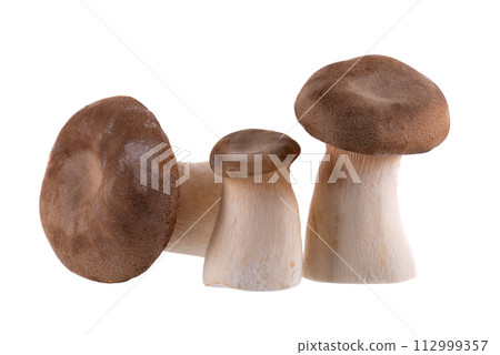 King oyster mushroom isolated on white background. Pleurotus eryngii mushroom. 112999357