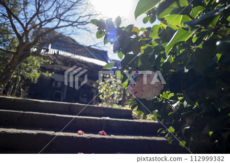 鎌倉 243 安國論寺 14 山茶花 鎌倉 243 安國論寺 14 山茶花 112999382