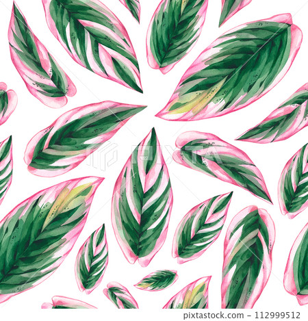 Watercolor blooming seamless pattern with pink Calathea stromanta tropical leaves Watercolor blooming seamless pattern with pink Calathea stromanta tropical leaves 112999512