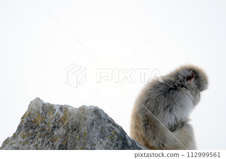Japanese macaques Japanese macaques 112999561