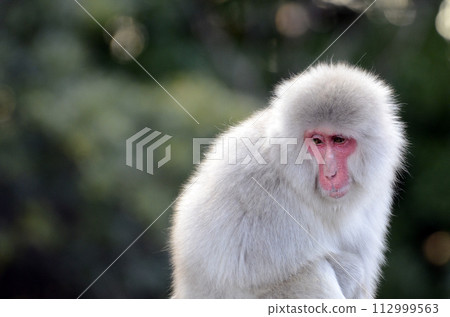 Japanese macaques 112999563