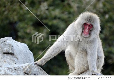 Japanese macaques Japanese macaques 112999566