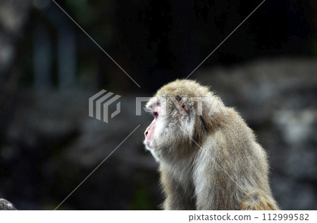 Japanese macaques Japanese macaques 112999582