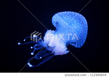 Tropical Jellyfish Phyllorhiza punctata white-spotted jellyfish underwater Tropical Jellyfish Phyllorhiza punctata white-spotted jellyfish underwater 112999859