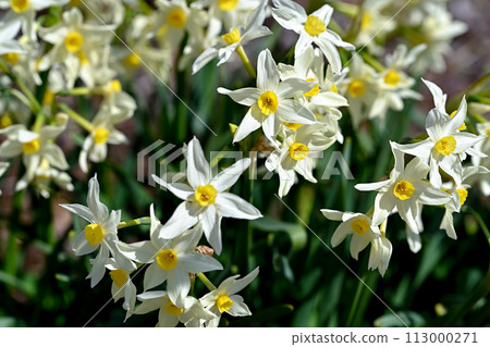 White daffodils 113000271