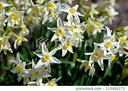 White daffodils 113000272