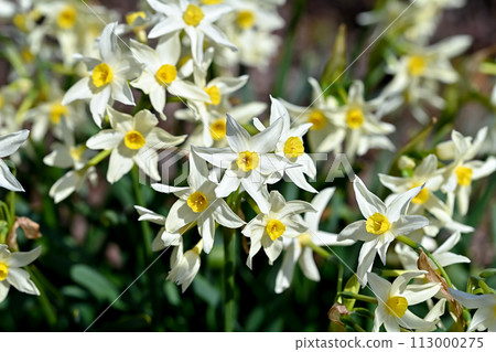 White daffodils 113000275
