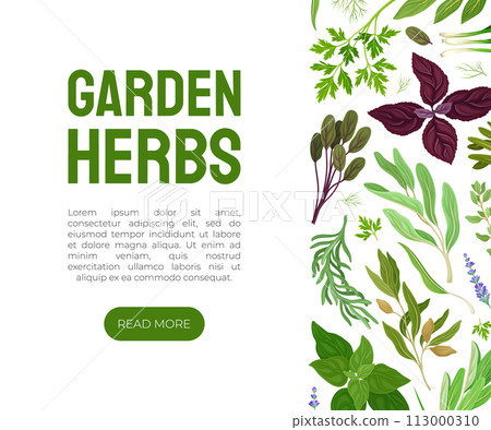 Garden Herb for Culinary Banner Design Vector Template Garden Herb for Culinary Banner Design Vector Template 113000310