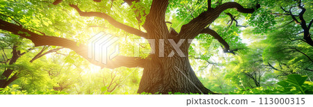 Panoramic background of beautiful old tree with lush green foliage in summer. 113000315
