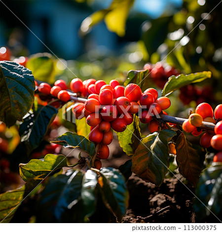 Coffee harvesting on a Brazilian plantation - AI generated image 113000375