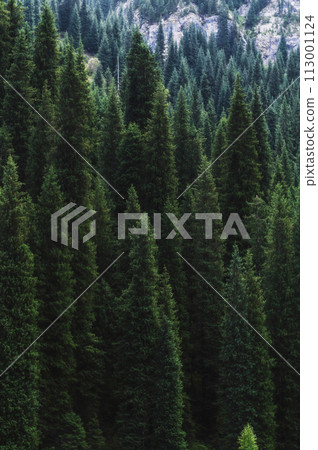 landscape with a beautiful fir spruce forests in Tien Shan mountains in Kazakhstan in summer. Top view from a drone 113001124