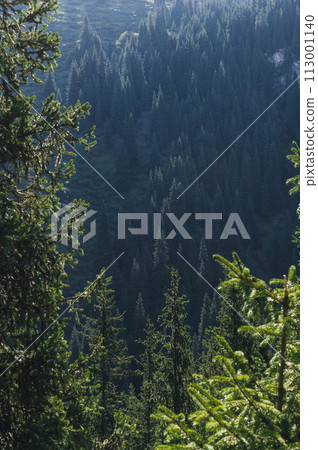 landscape with a beautiful fir spruce forests in Tien Shan mountains in Kazakhstan in summer. Top view from a drone 113001140