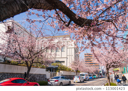 神櫻林立、櫻花盛開的道路(愛知縣名古屋市) 神櫻林立、櫻花盛開的道路(愛知縣名古屋市) 113001423