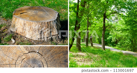 tree stump and summer park. Collage. Wide photo. tree stump and summer park. Collage. Wide photo. 113001697