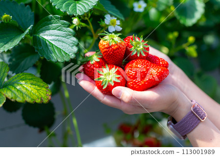 草莓採摘草莓屋 草莓採摘草莓屋 113001989