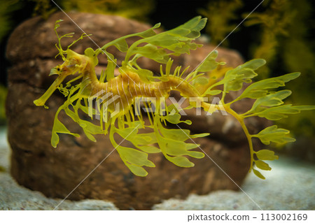 Leafy Seadragon Phycodurus eques fish underwater Leafy Seadragon Phycodurus eques fish underwater 113002169
