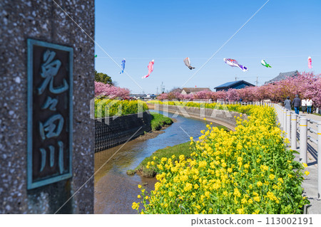 Menmutagawa River in spring, Kawazu cherry blossoms in full bloom, rape blossoms, and carp streamers (Tawara City, Aichi Prefecture) Menmutagawa River in spring, Kawazu cherry blossoms in full bloom, rape blossoms, and carp streamers (Tawara City, Aichi Prefecture) 113002191