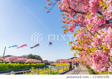 Menmutagawa River in spring, Kawazu cherry blossoms in full bloom, rape blossoms, and carp streamers (Tawara City, Aichi Prefecture) 113002206