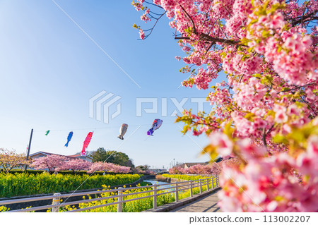 Menmutagawa River in spring, Kawazu cherry blossoms in full bloom, rape blossoms, and carp streamers (Tawara City, Aichi Prefecture) 113002207