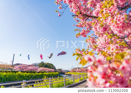 Menmutagawa River in spring, Kawazu cherry blossoms in full bloom, rape blossoms, and carp streamers (Tawara City, Aichi Prefecture) Menmutagawa River in spring, Kawazu cherry blossoms in full bloom, rape blossoms, and carp streamers (Tawara City, Aichi Prefecture) 113002208