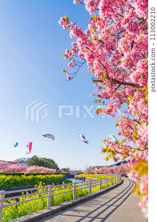 春天的面目田川、盛開的河津櫻花、油菜花、鯉魚旗（愛知縣田原市） 113002210