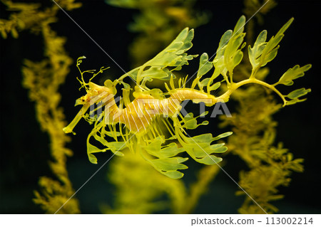 Leafy Seadragon Phycodurus eques fish underwater Leafy Seadragon Phycodurus eques fish underwater 113002214