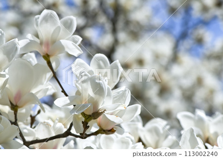 Haku Mokren Haku Mokren 113002240