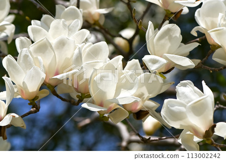 Haku Mokren 113002242