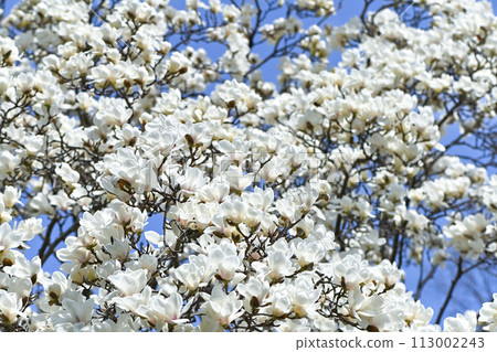 Haku Mokren 113002243