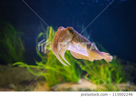 The Common European Cuttlefish Sepia Offcinalis underwater 113002246