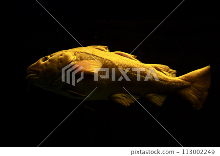 Atlantic cod fish underwater Atlantic cod fish underwater 113002249