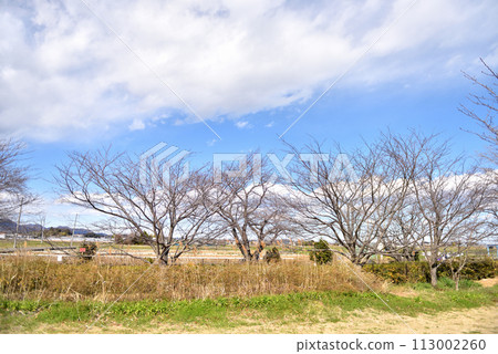 Hiratsuka's rural landscape with a beautiful contrast between the blue sky and white clouds 113002260