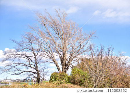Hiratsuka's rural landscape with a beautiful contrast between the blue sky and white clouds 113002262