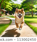 Shiba Inu在公園裡玩 113002450