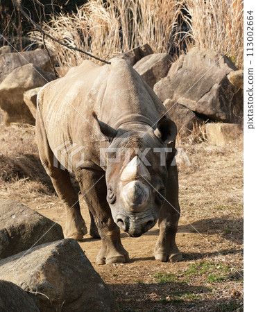 The eastern black rhinoceros is coming towards us. The eastern black rhinoceros is coming towards us. 113002664