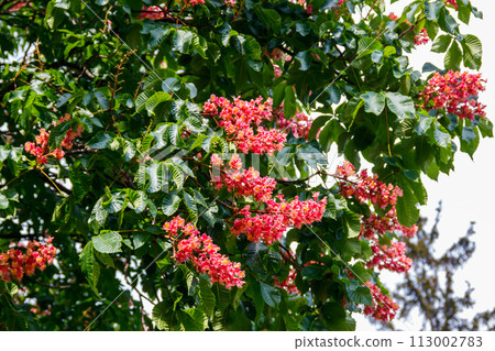Blooming red horse-chestnut at spring Blooming red horse-chestnut at spring 113002783
