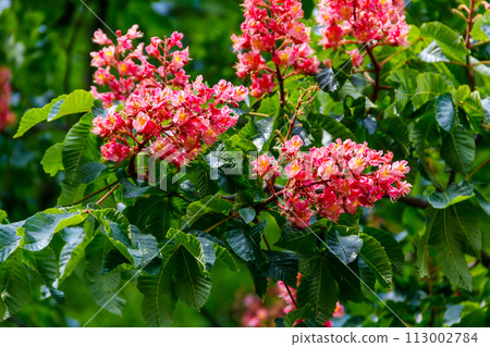 Blooming red horse-chestnut at spring 113002784