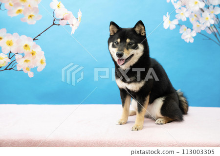 Blue background, cherry blossoms, and smiling Mameshiba sherry Blue background, cherry blossoms, and smiling Mameshiba sherry 113003305